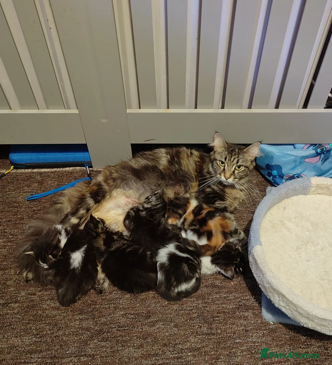 Maine Coon cats for sale: 3/4 maincoon kittens  - Advert 1