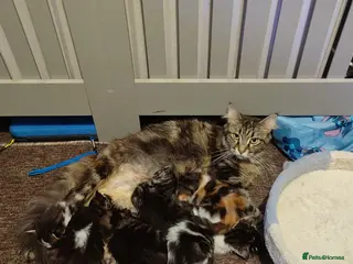 Maine Coon cats 3/4 maincoon kittens - Advert 6