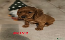 Cocker Spaniel dogs for sale: KC REGISTERED WORKING COCKERS - Image 12