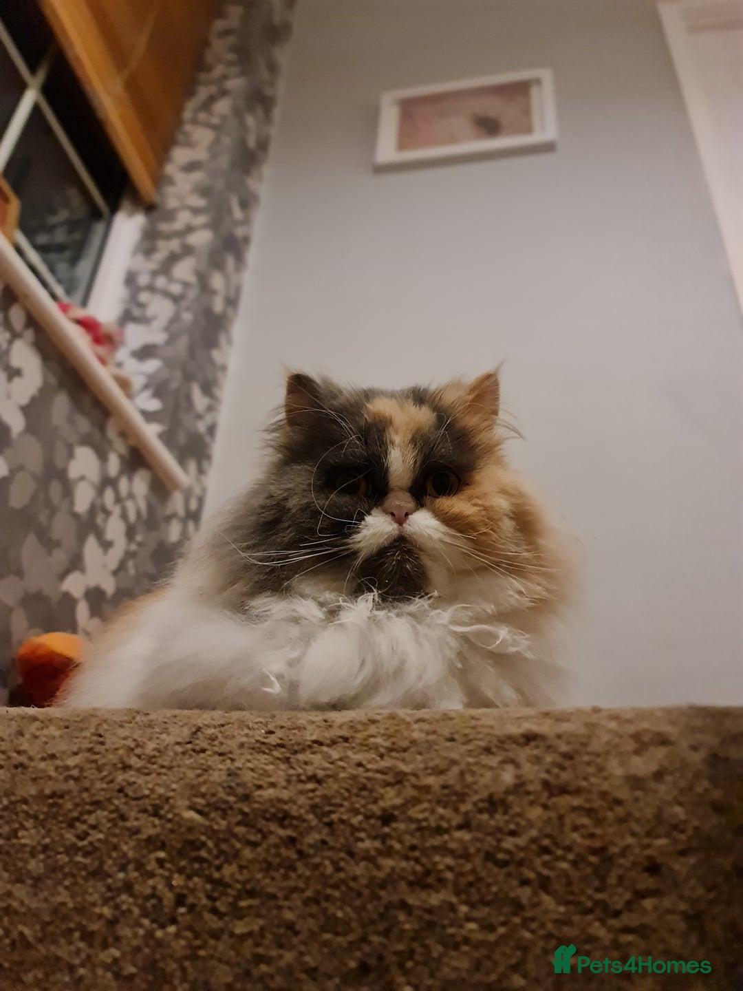 Mixed Breed cats for adoption: Sweet, sassy Samara is looking for a loving home - Advert 3