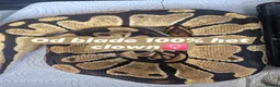 Python Snake reptiles for sale: Various royals in Bilston - Advert 7