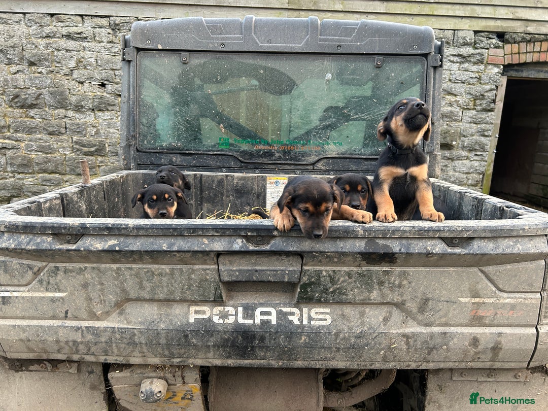 Mixed Breed dogs for sale: Huntaway X Puppies for Sale - Advert 16