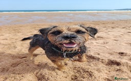 Border Terrier dogs for stud: Blue and Tan Border Terrier Stud - Image 1
