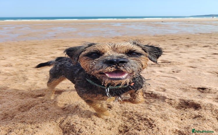 Border Terrier dogs - Advert 1