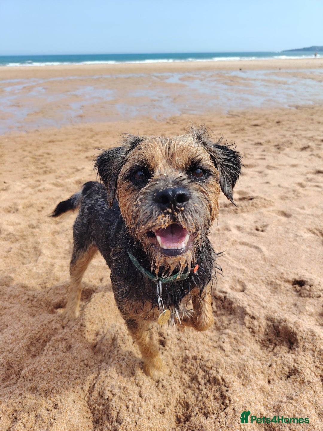 Border Terrier dogs for stud: Blue and Tan Border Terrier Stud - Image 1