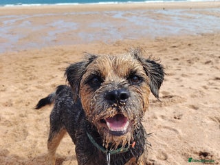 Border Terrier dogs - Advert 4