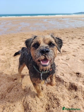 Border Terrier dogs - Advert 1