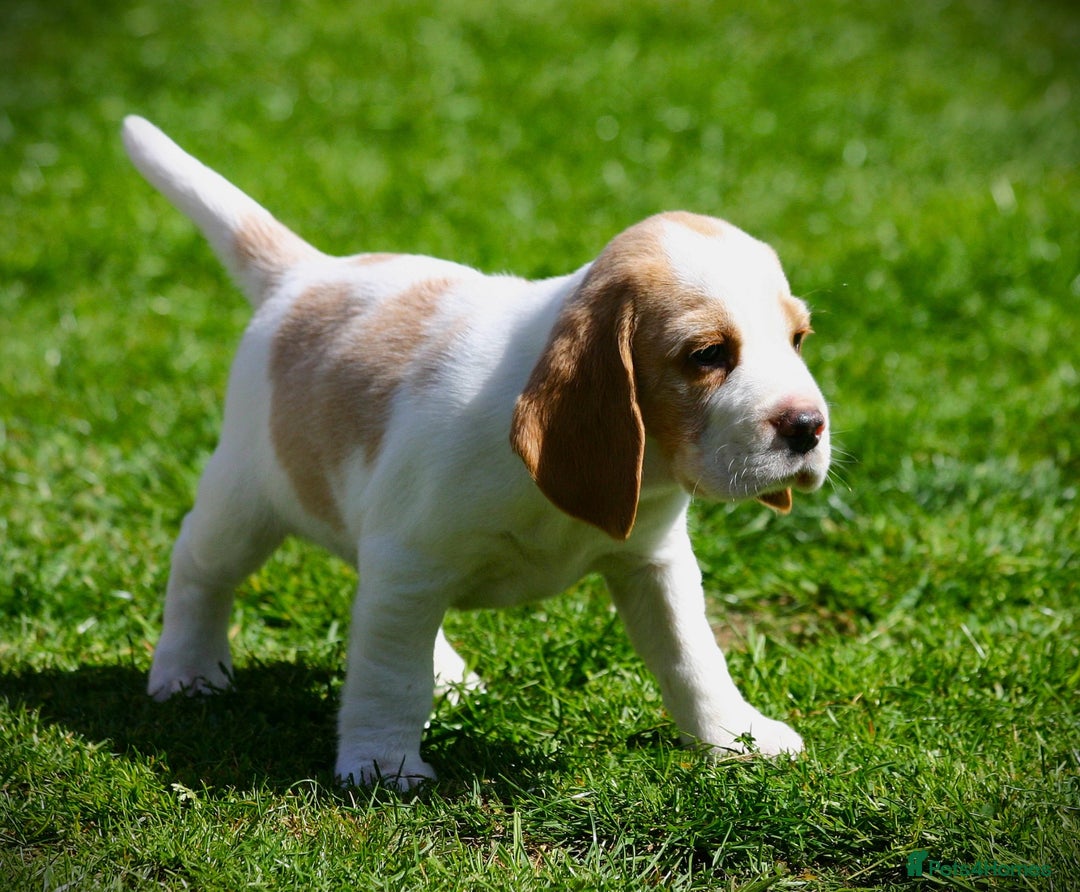 Beagle dogs for sale: KC Registered Beagle Pups in Llanwrtyd Wells - Image 20
