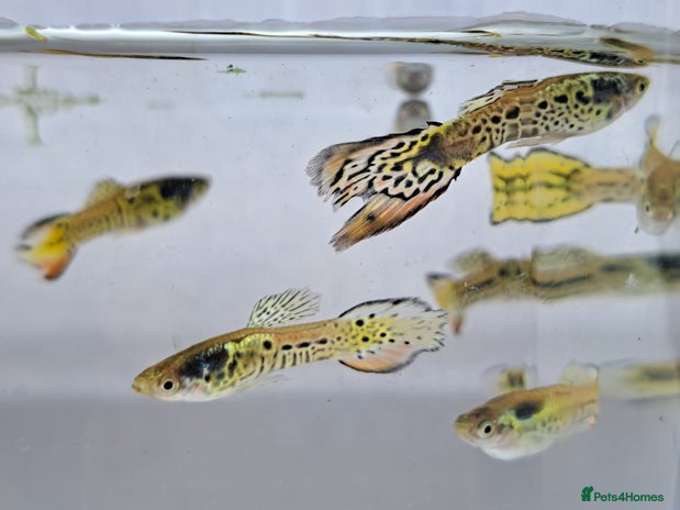 Live Bearers fish - Advert 3