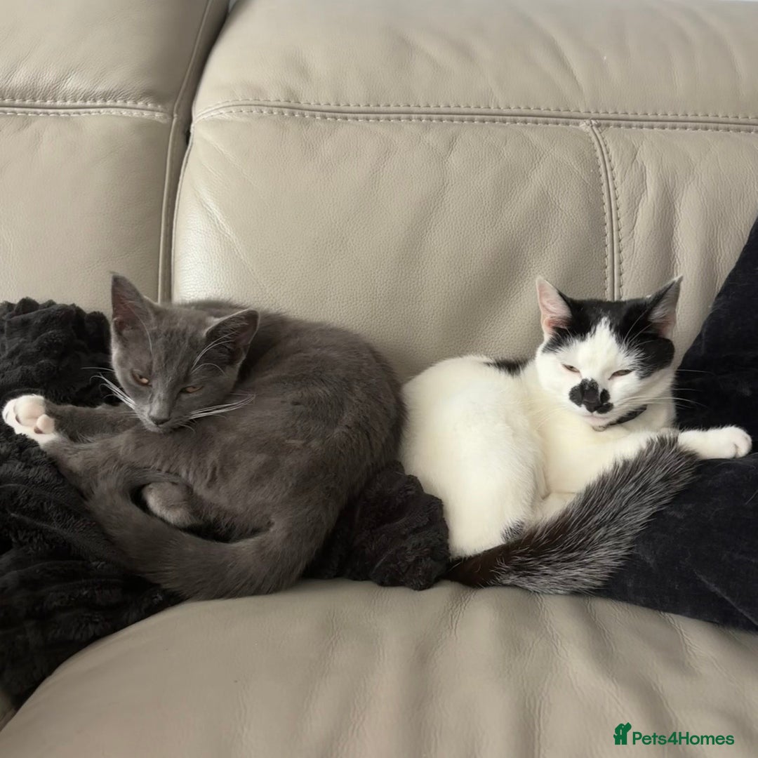 Domestic Shorthair cats for sale: Two female cats  - Advert 8