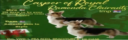 Welsh Corgi Pembroke dogs for sale: Show quality Pembrokeshire corgi - Advert 4