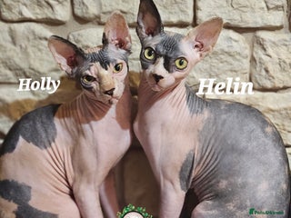 Sphynx cats Beautiful Canadian Sphynx Champion father line ❤️ - Advert 1