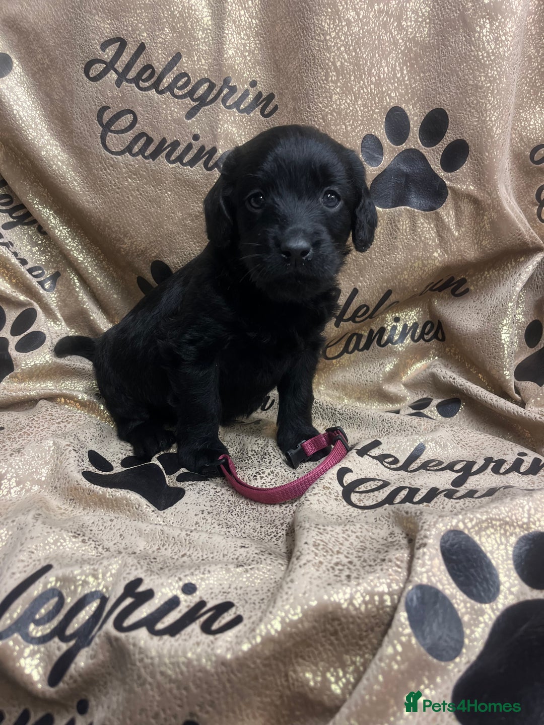 Labradoodle dogs for sale: 5 ⭐️ licensed Home breeder - Advert 14