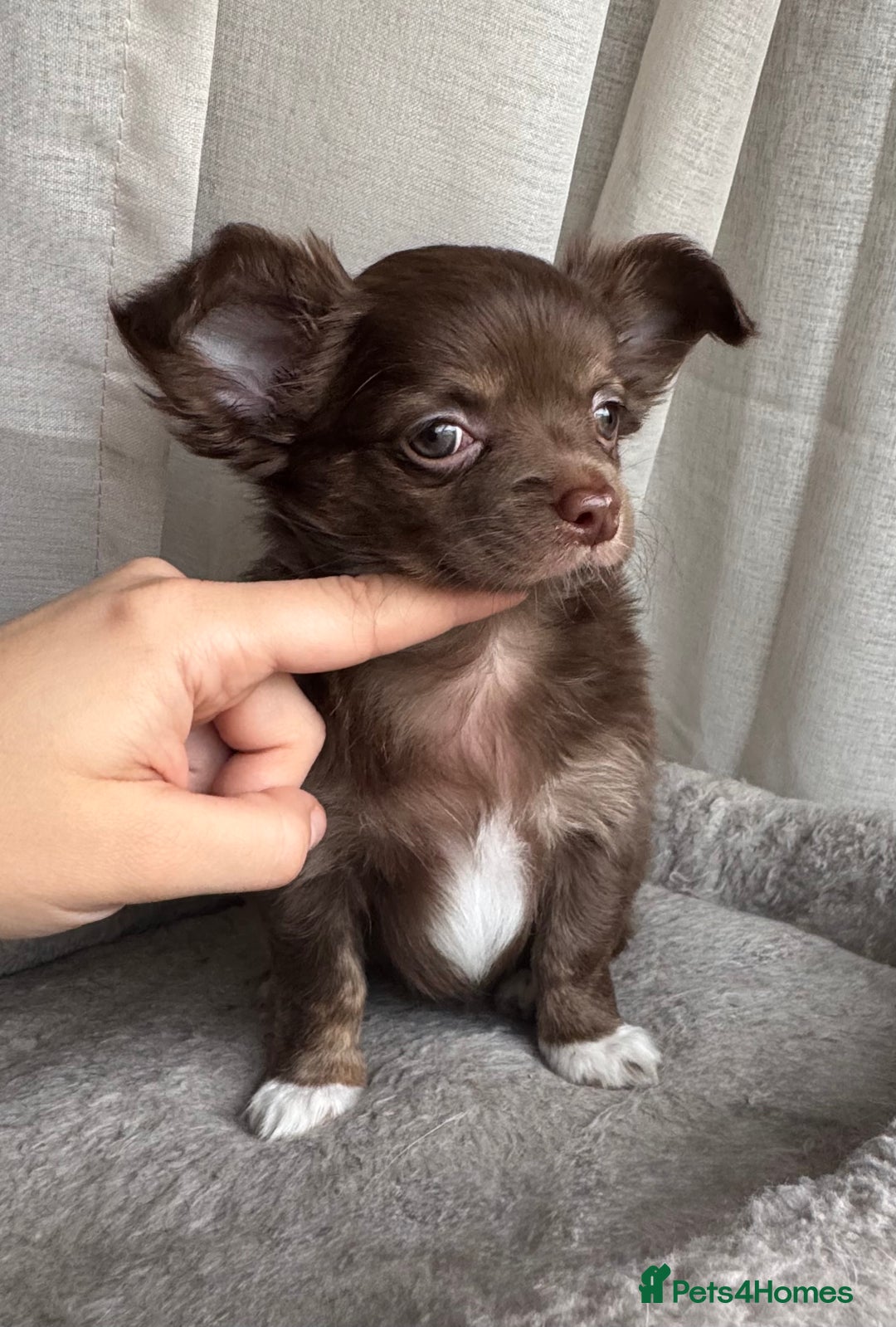 Chihuahua dogs for sale: XXS Tiny Chihuahua Long,Last Girl,Merle Blue Eye - Image 5