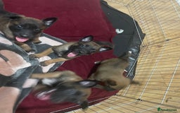 Belgian Shepherd Dog dogs for sale: Belgian Malinois - Image 7