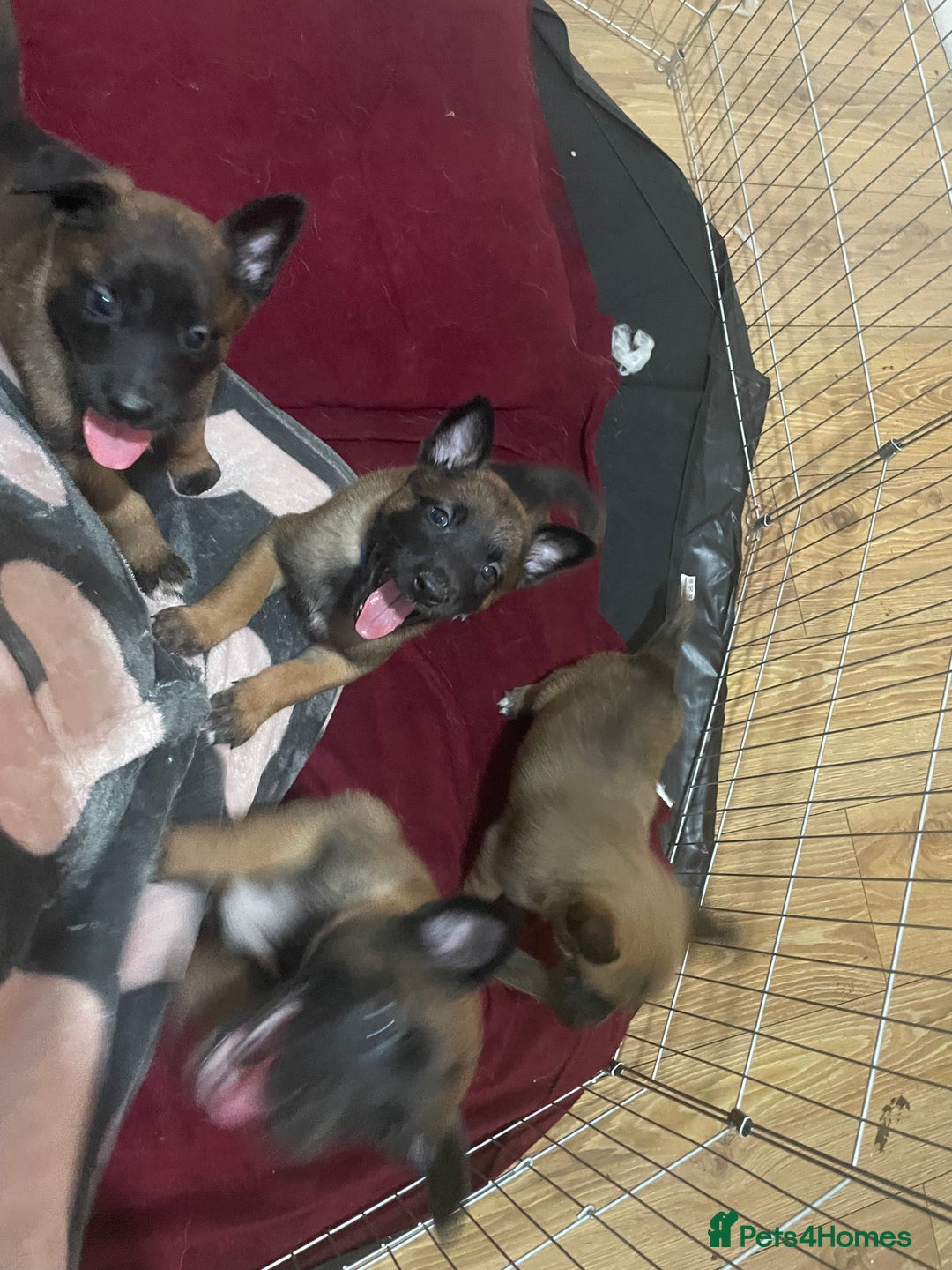 Belgian Shepherd Dog dogs for sale: Belgian Malinois - Image 7