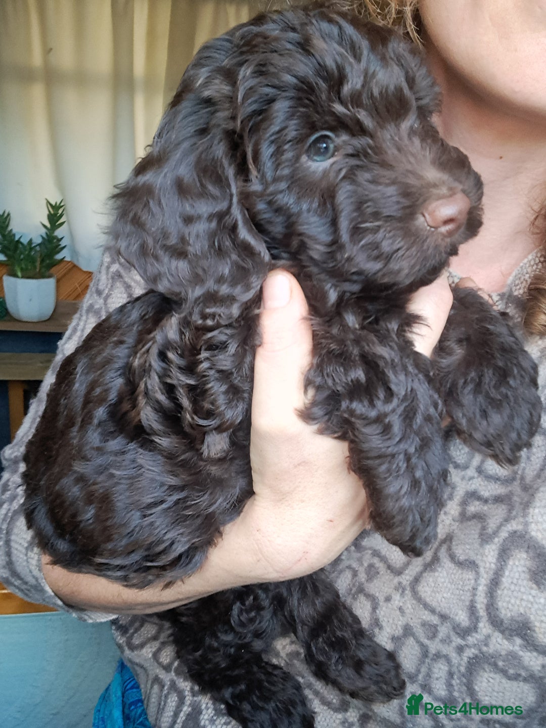 Cockapoo dogs for sale: Toy F1 Cockerpoo last chocolate boy  - Advert 34