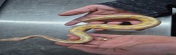 Python Snake reptiles for sale: Banana leopard  50% het clown - Advert 3