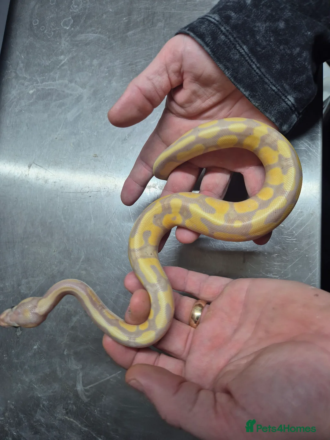 Python Snake reptiles for sale: Banana leopard  50% het clown - Advert 3