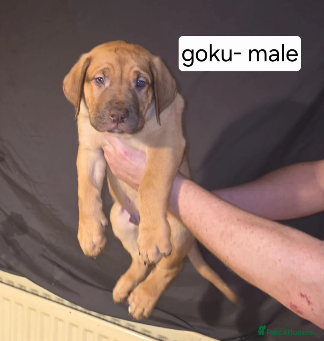 Presa Canario dogs for sale: 🏆 Champion Blood Presa Canario puppies READY🏆 - Advert 1