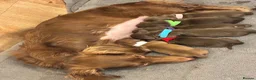 Miniature Dachshund dogs for sale: Long haired Miniature Dachshunds - Advert 1