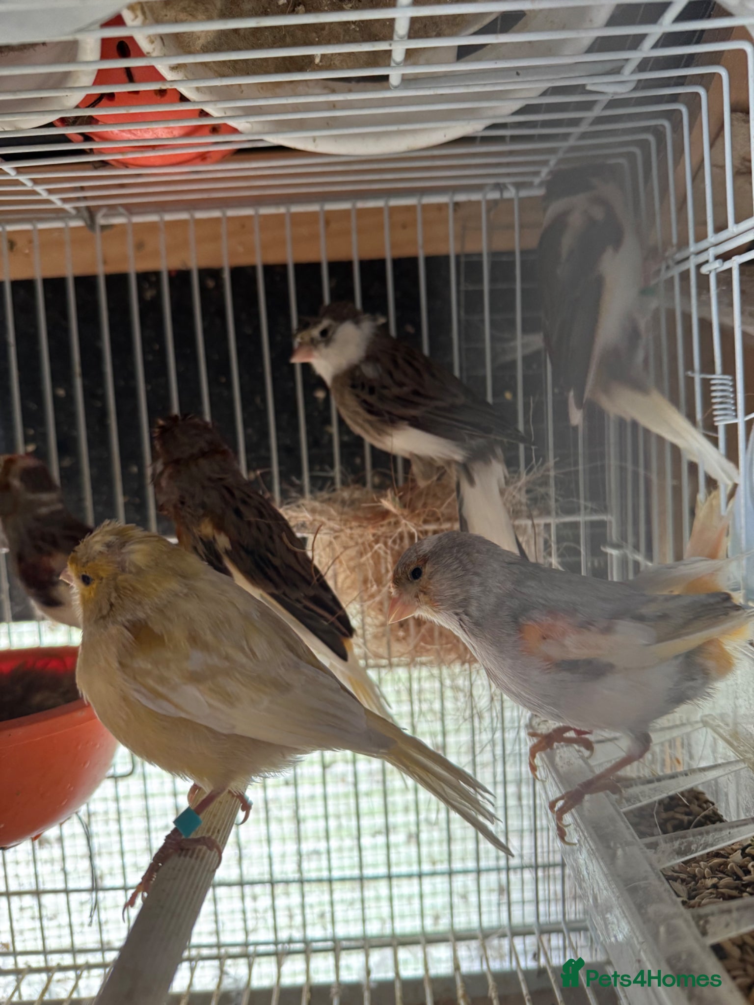 Canaries birds Canary for sale - Advert 8