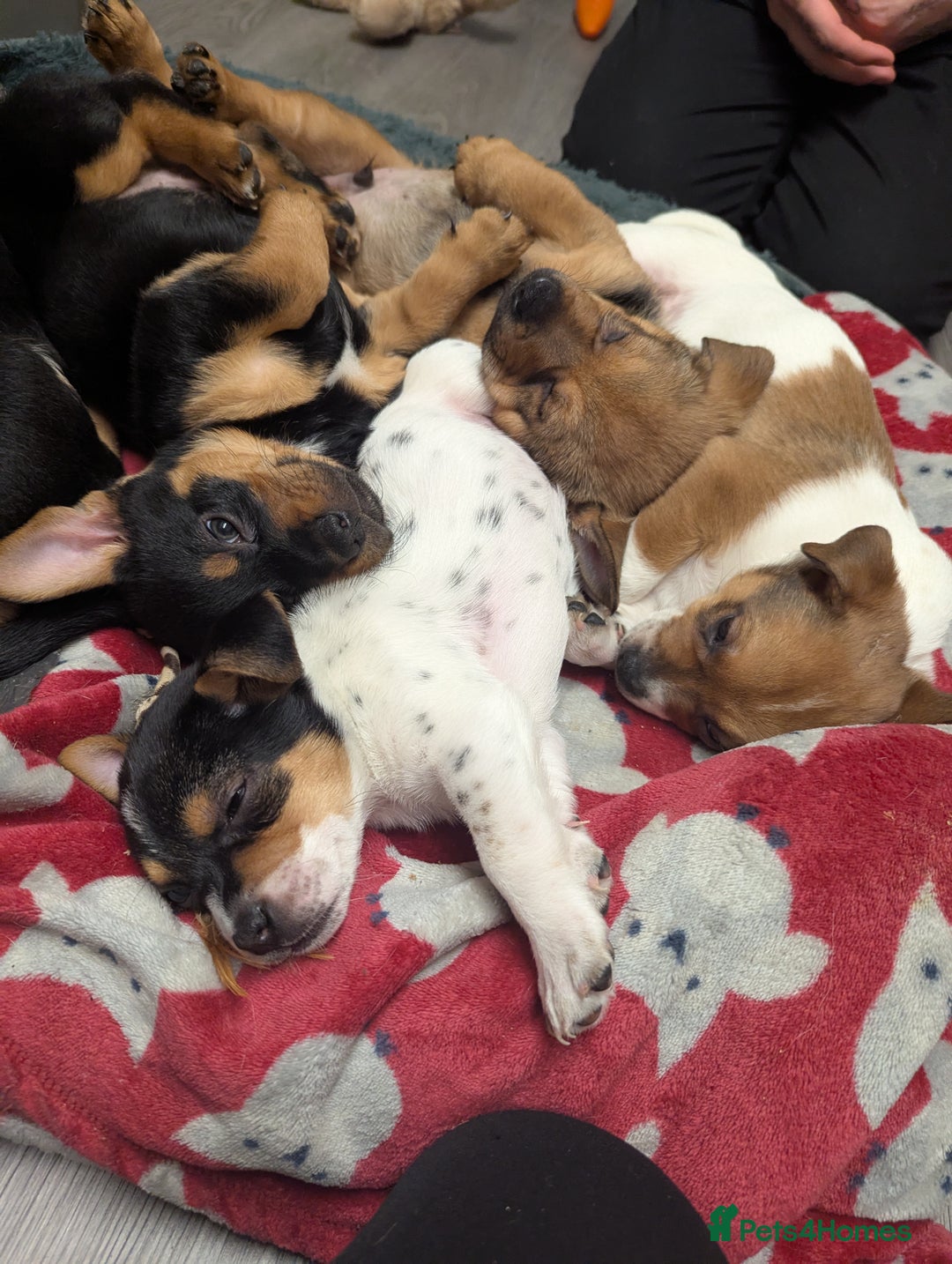 Mixed Breed dogs for sale: German shepherd and jug mixed puppies - Advert 2