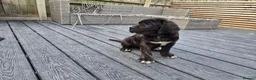 Cane Corso dogs for sale: 💜 IMPRESSIVE FULL PEDIGREE CANE CORSO LITTER 💜 - Advert 13