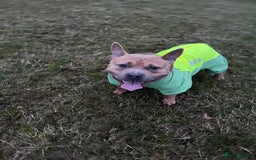 American Bully dogs for sale: 3 year old pocket bully looking for new home - Image 4