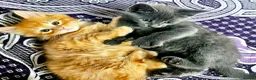 Mixed Breed cats for sale: Elven Bengal Kittens  - Advert 1