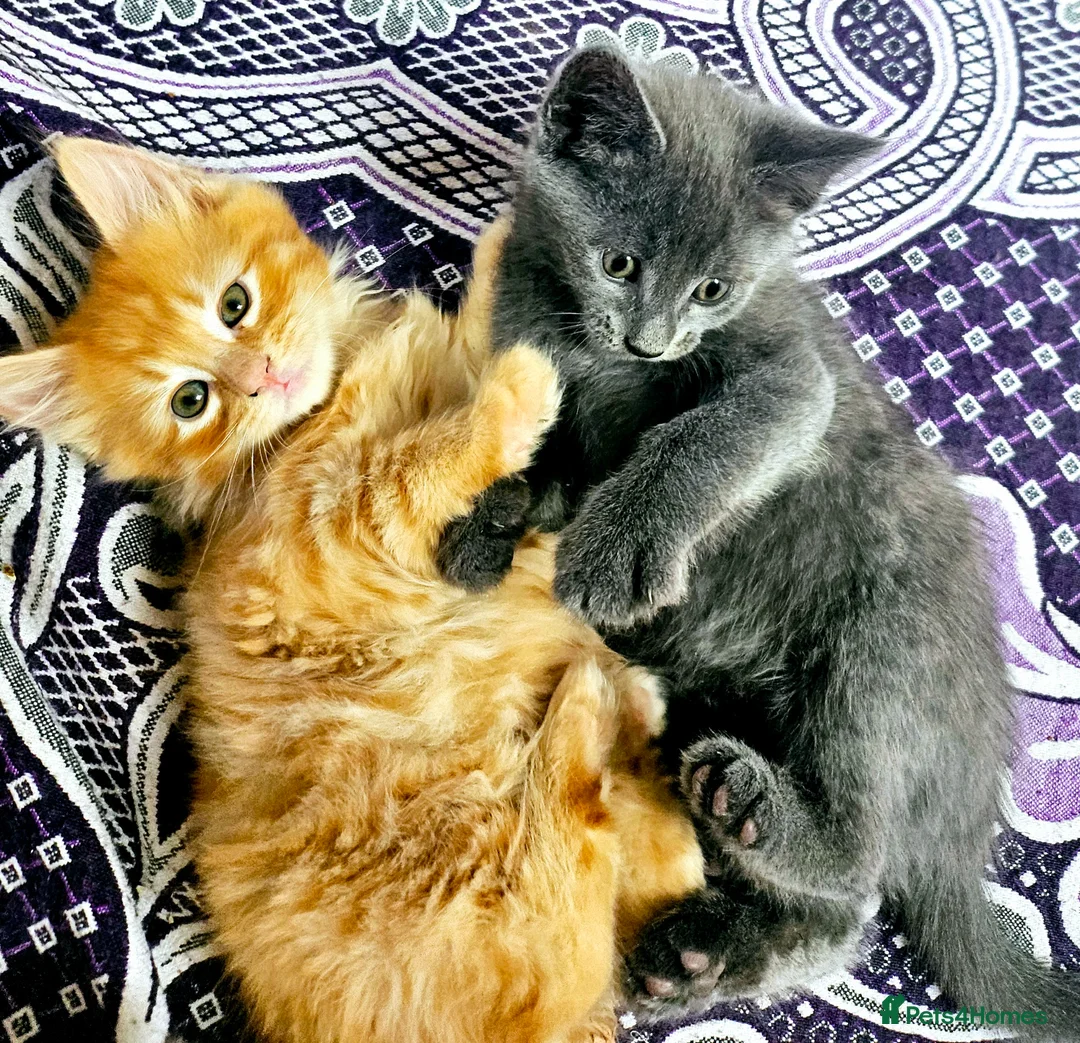 Mixed Breed cats for sale: Elven Bengal Kittens  - Advert 1