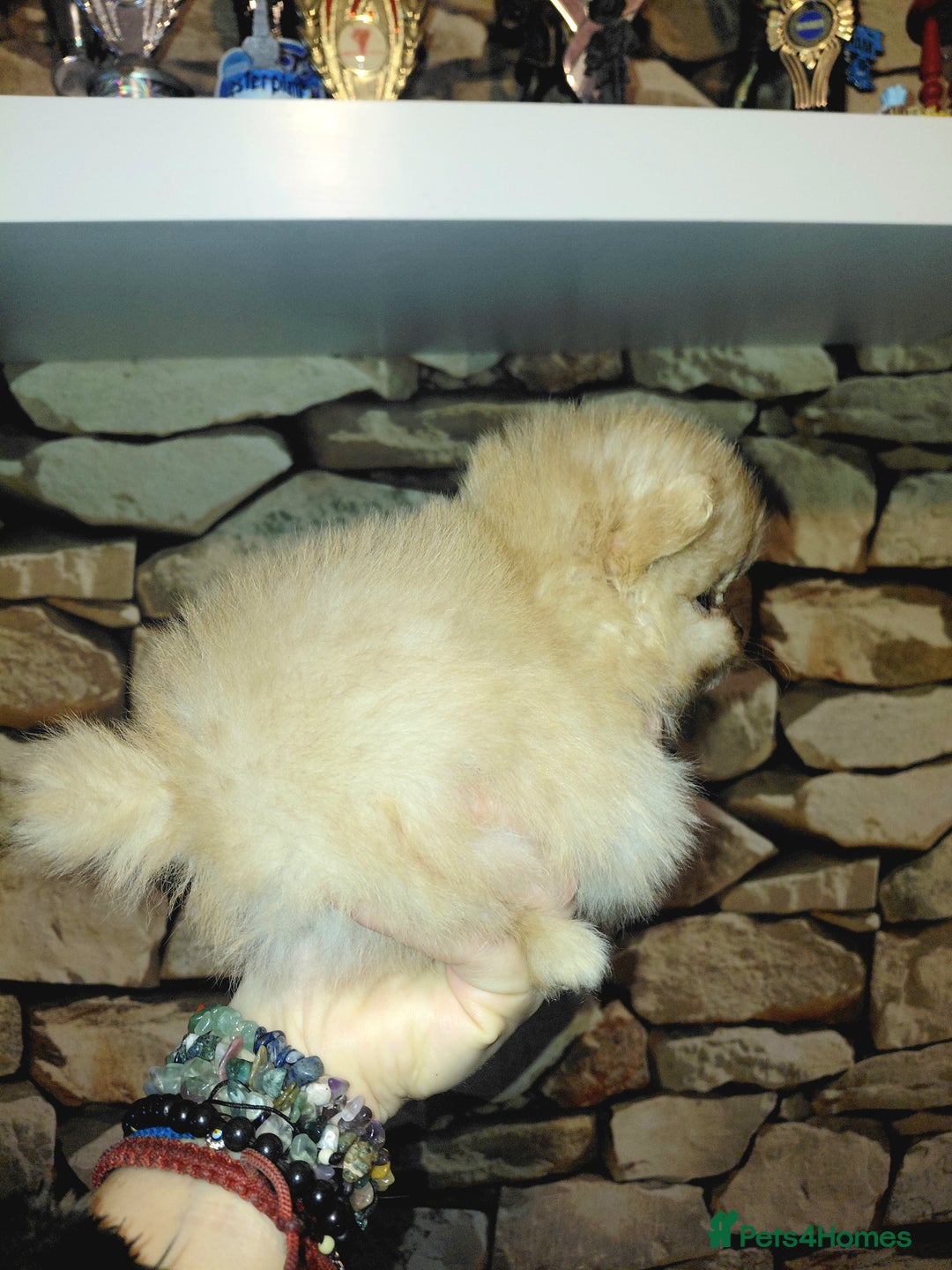 Pomeranian dogs for sale: Pomeranian puppies  - Advert 27