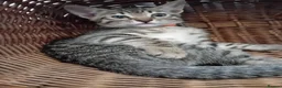 Bengal cats for sale: HomeRaised Bengal x Blue British Shorthair Kittens - Advert 8