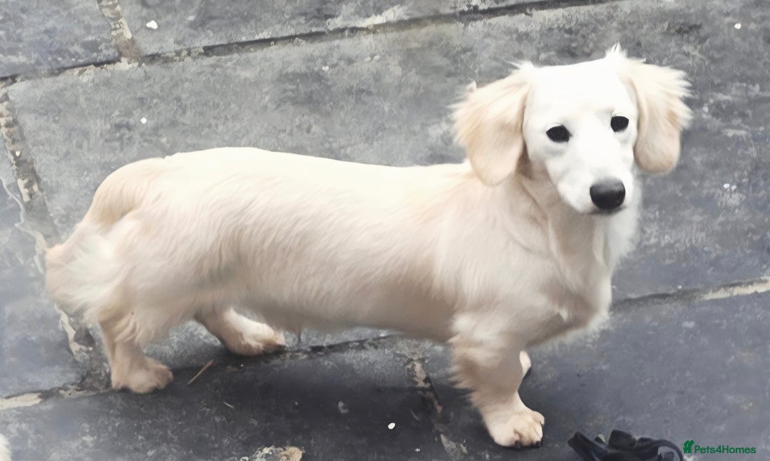 Miniature Dachshund dogs for stud: STUNNING ee/ii DOUBLE INTENSITY CREAM STUD - Advert 4