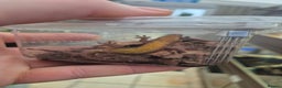 Gecko reptiles for sale: Mourning geckos subadult - Advert 6