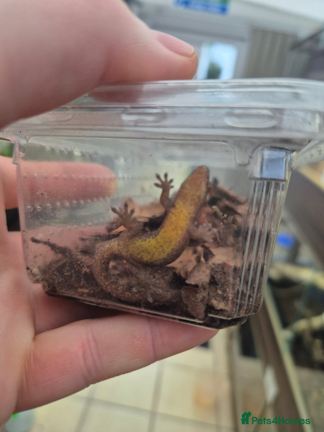 Gecko reptiles for sale: Mourning geckos subadult - Advert 6