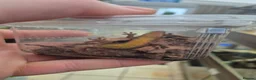 Gecko reptiles for sale: Mourning geckos adult - Advert 6