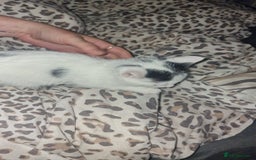Mixed Breed cats for sale: Two lovely kittens  - Image 7