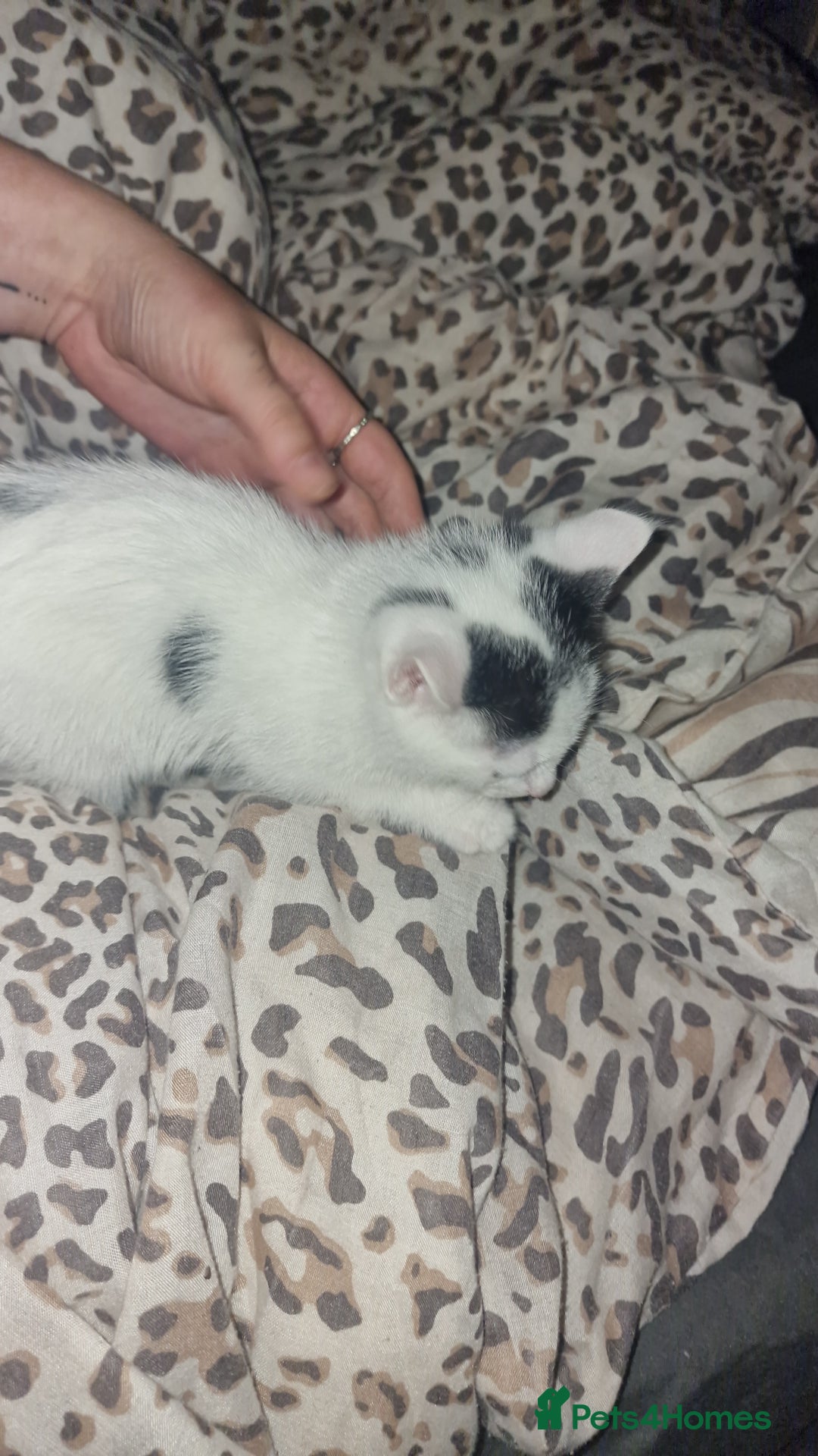 Mixed Breed cats for sale: Two lovely kittens  - Image 7