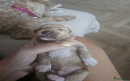 Schnoodle dogs for stud: RARE coloured mini schnoodle - Stud  - Image 9