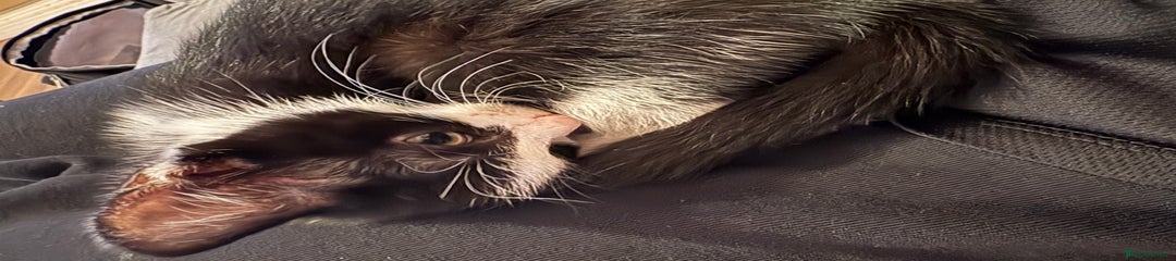 Mixed Breed Kitten 2