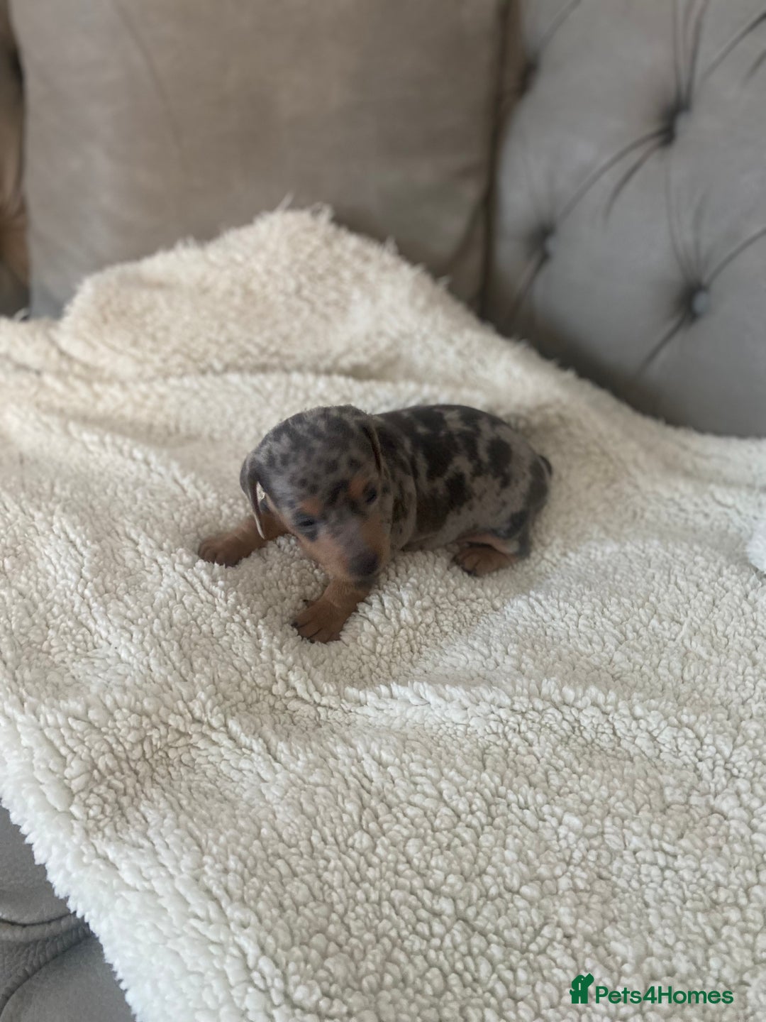 Miniature Dachshund dogs for sale: Miniture dachshund puppies  - Advert 11