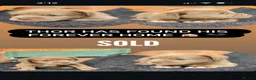 Olde English Bulldogge dogs for sale: Fluffy Olde English Bulldog Puppies - Advert 6