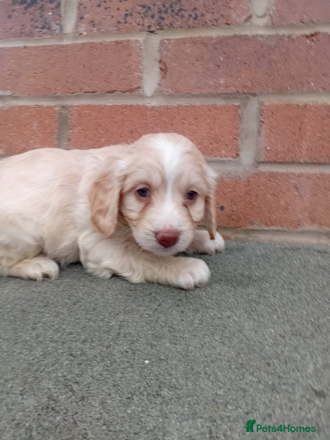 Cockapoo dogs for sale: Ready now stunning cockapoo girls - Advert 13