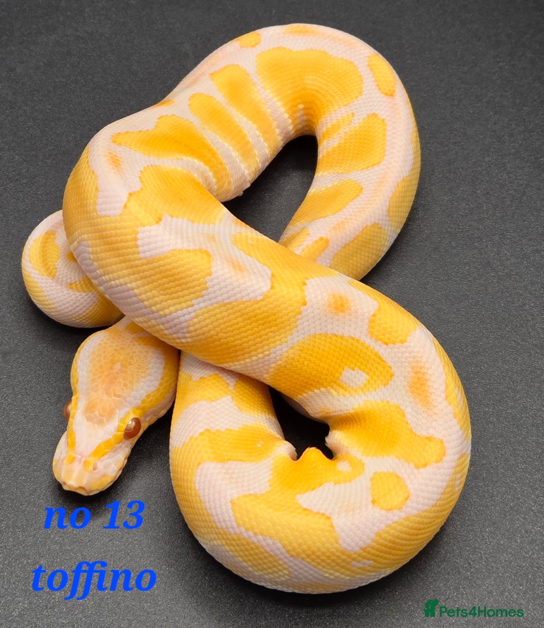 Python Snake reptiles for sale: Various ball python's  - Image 9
