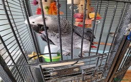 Parrots birds for sale: African grey parrot  - Image 4