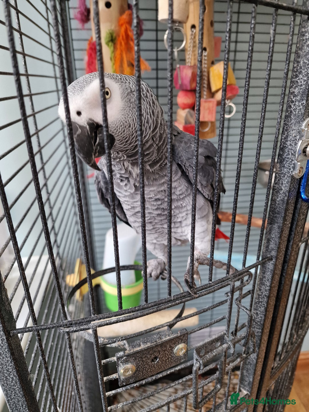 Parrots birds for sale: African grey parrot  - Image 4