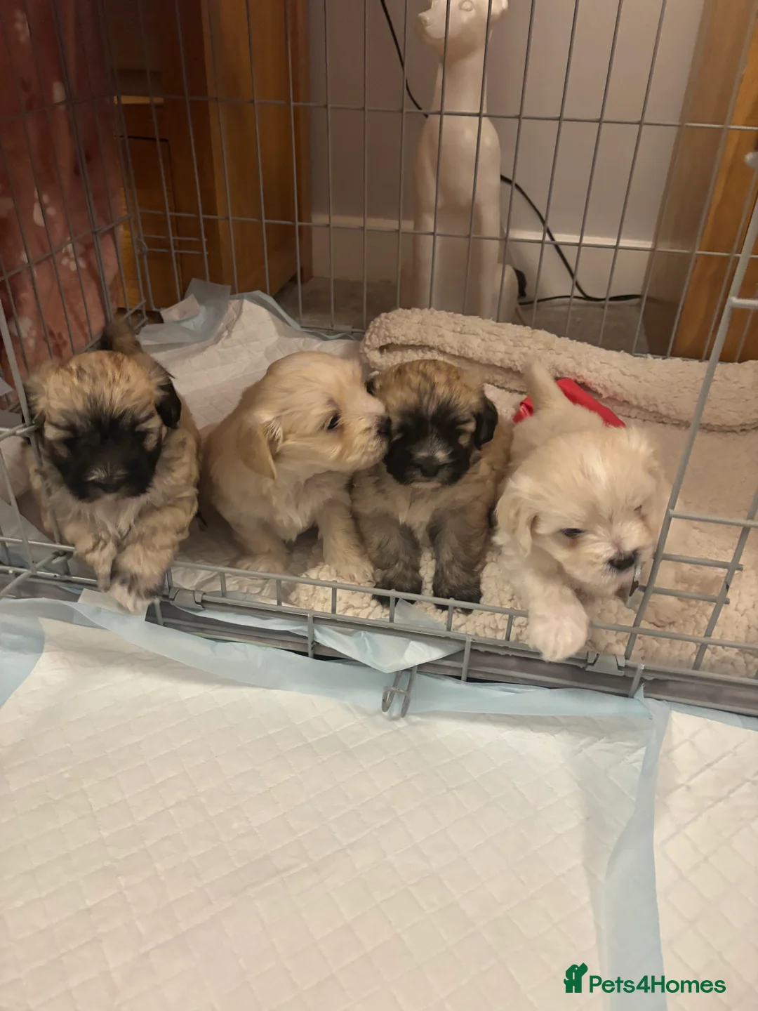 Maltipoo dogs for sale: Maltipoo - Advert 3