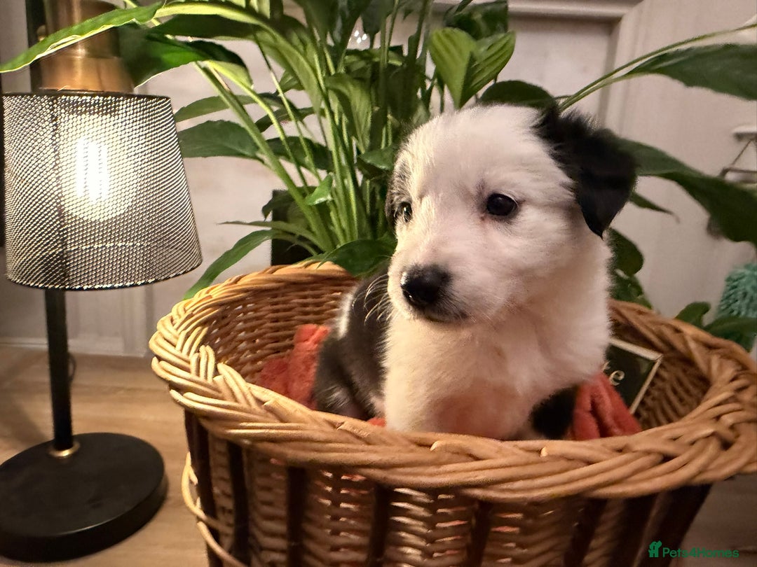 Border Collie dogs for sale: Pure Breed Boarder Collie Pups - Image 17