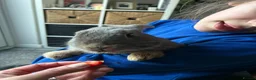 Mini Lop rabbits for sale: A Bonded Pair of Mini Lop Bunnies  - Advert 3